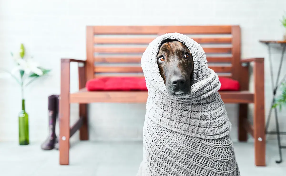 En otoño, la gripe en perro y otras enfermedades respiratorias necesitan atención