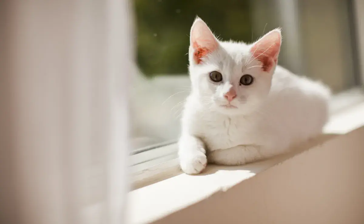 Soñar con gato blanco puede tener significados diferentes