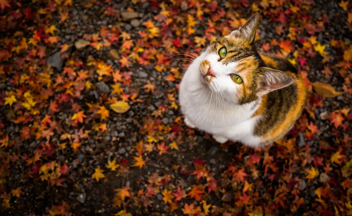 Hacer que el gato beba agua y esté protegido del frío son cuidados que deben tenerse cuando baja la temperatura