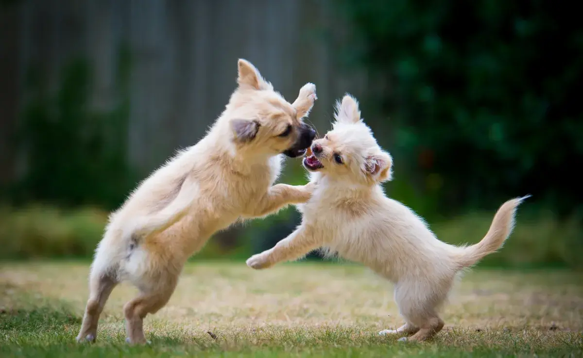 El perro que juega tiene un comportamiento diferente del que pelea