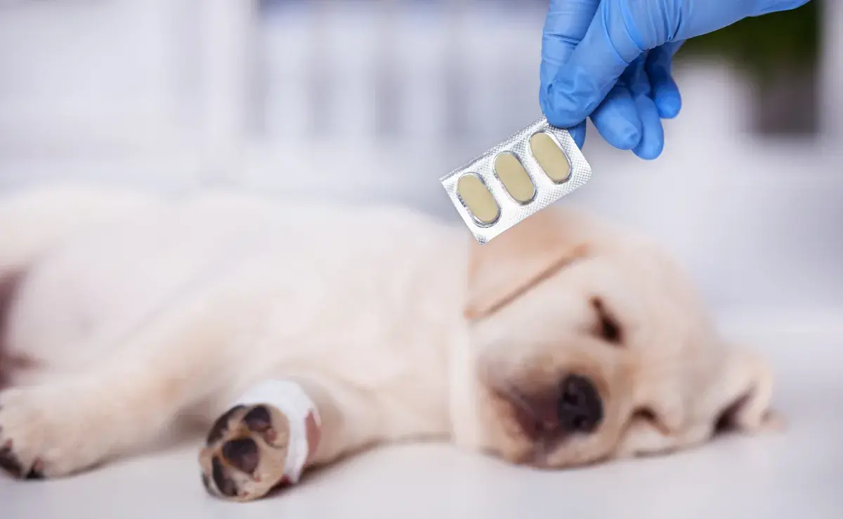 No se recomienda darle paracetamol a un perro porque puede hacerle mucho mal a la salud de la mascota