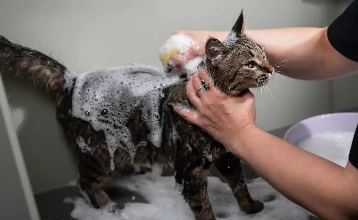 Ya que no es nada fácil bañar al gato, ¡sigue estos consejos!