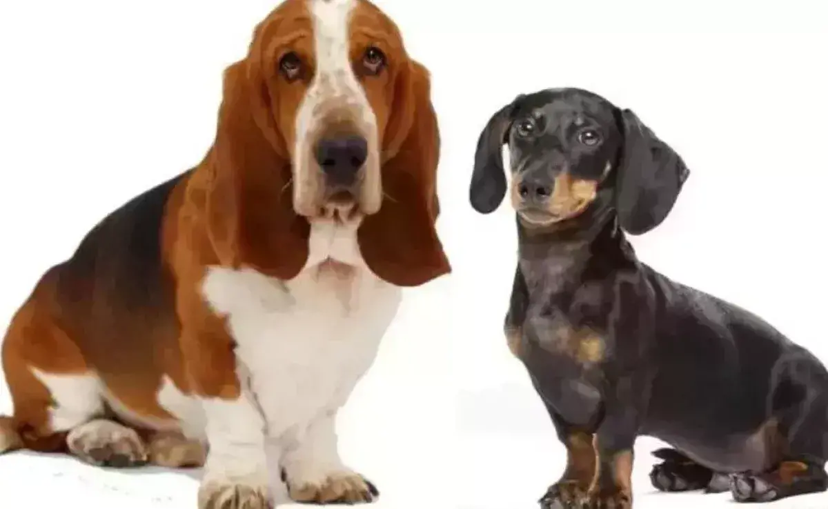 La Basset Hound y la Dachshund son razas que suelen confundirse fácilmente