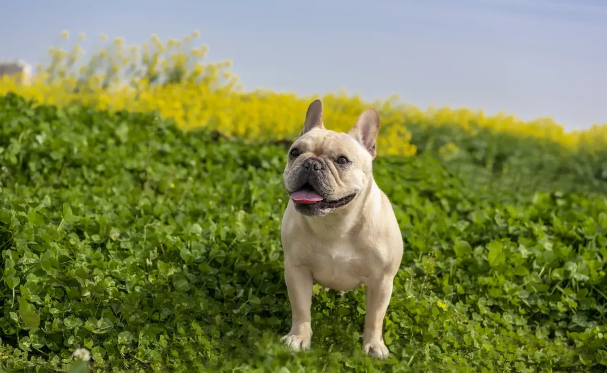 El bulldog francés es un perro de porte pequeño muy sociable, tranquilo y juguetón