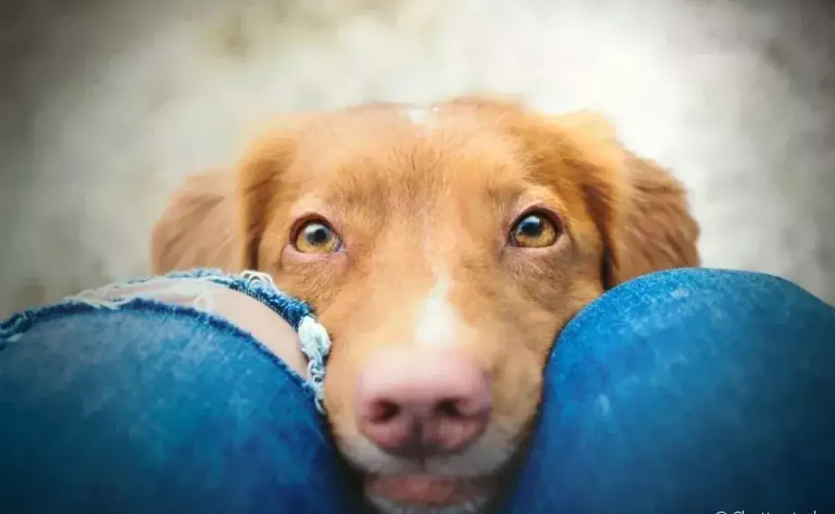 ¿Ya te preguntaste por qué los perros huelen las partes íntimas de las personas? ¡Es para conocerlas mejor!