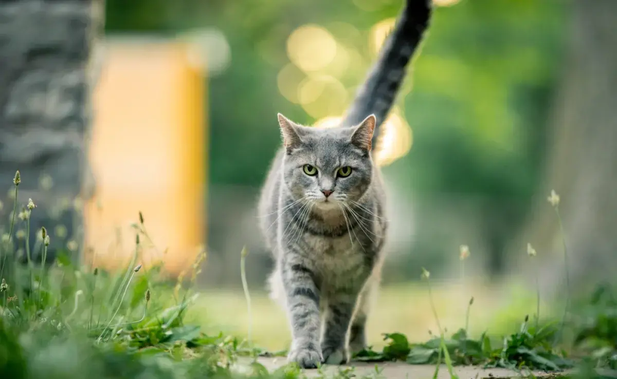 Descubrir qué significa que el gato mueva la cola ayuda en la comunicación entre el tutor y el bichito 