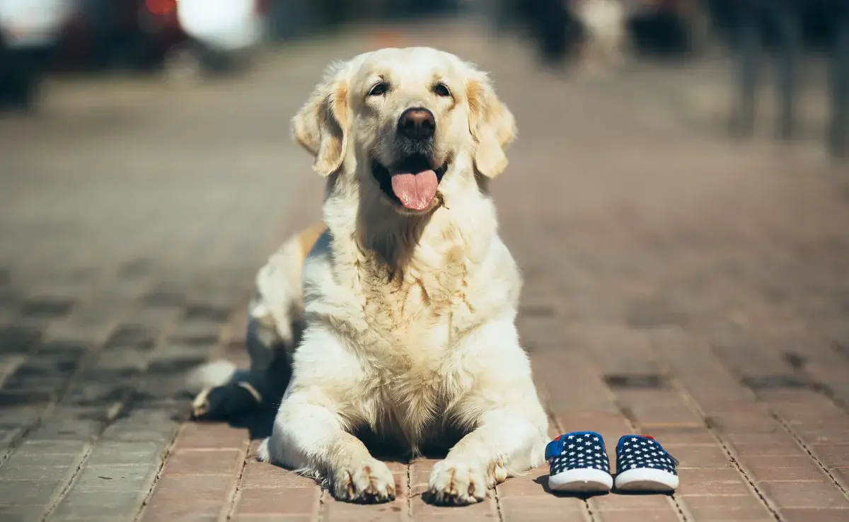 Zapatos para perros ¿Es bueno ponérselos o no?