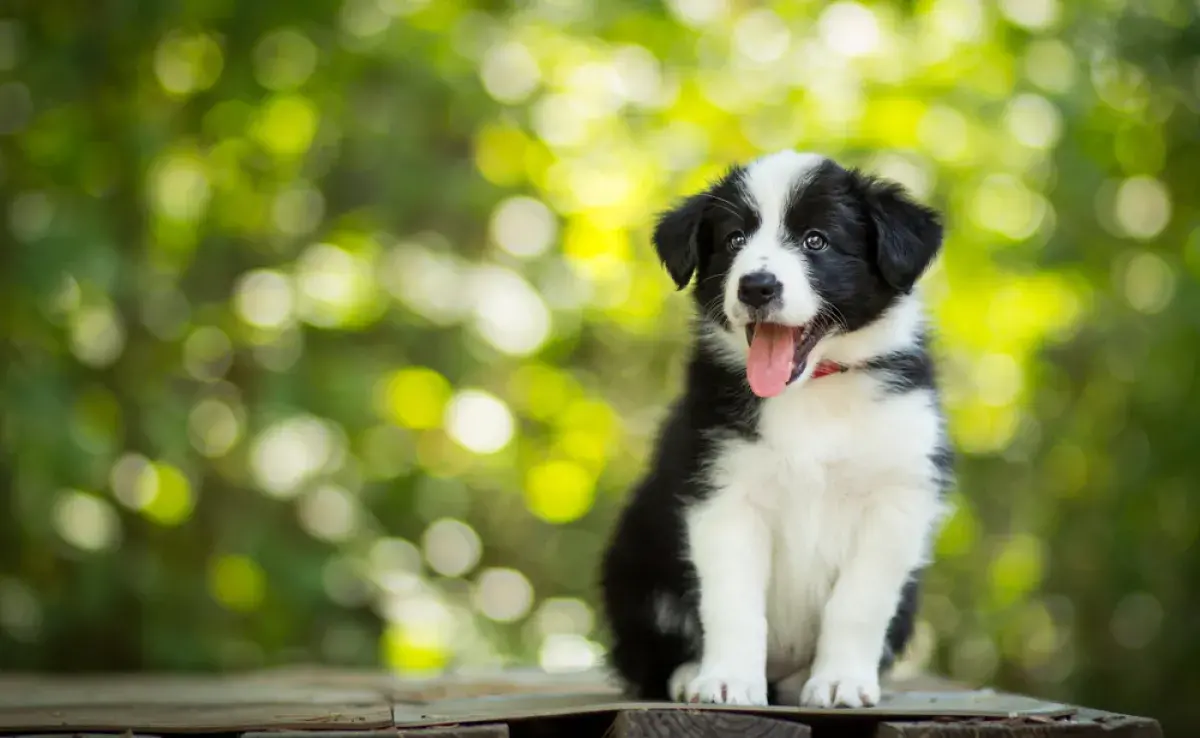 El cachorro de Border Collie está lleno de energía