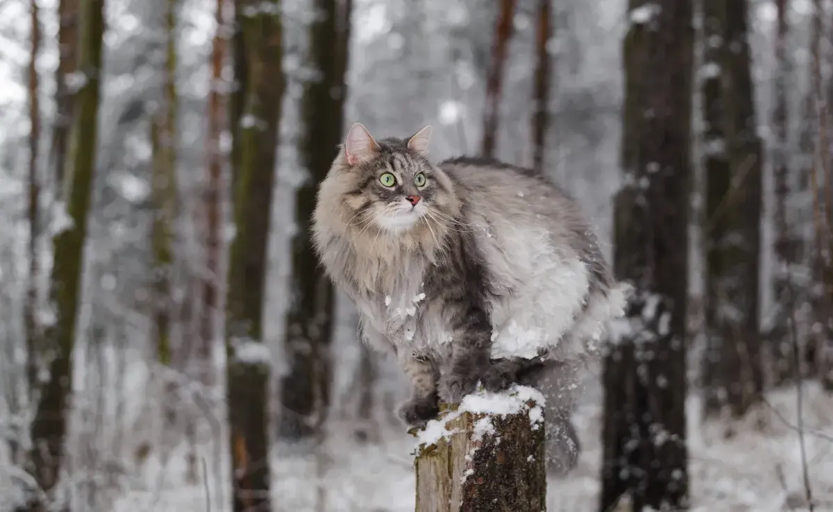 Gato siberiano