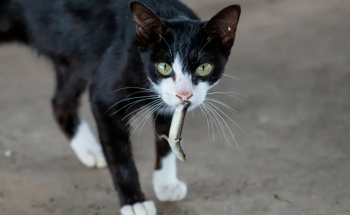 La enfermedad de la lagartija en gatos necesita la atención de los gateros