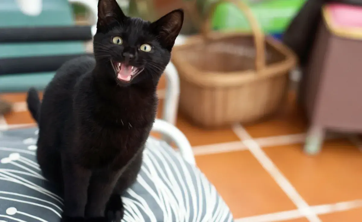 El gato que maúlla puede ser señal de dolor, hambre o estrés, incluso tristeza