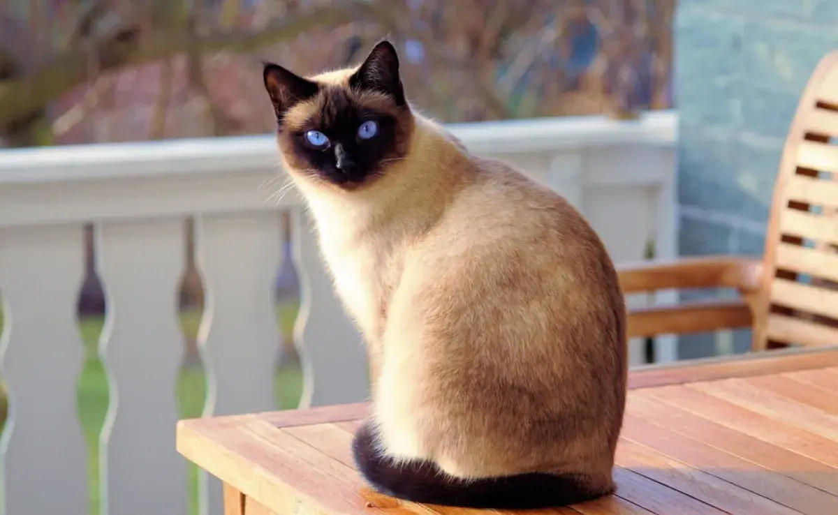 ¿Por qué los gatos Siameses tienen las orejas, las patitas y la cola más oscuros que el resto del cuerpo?