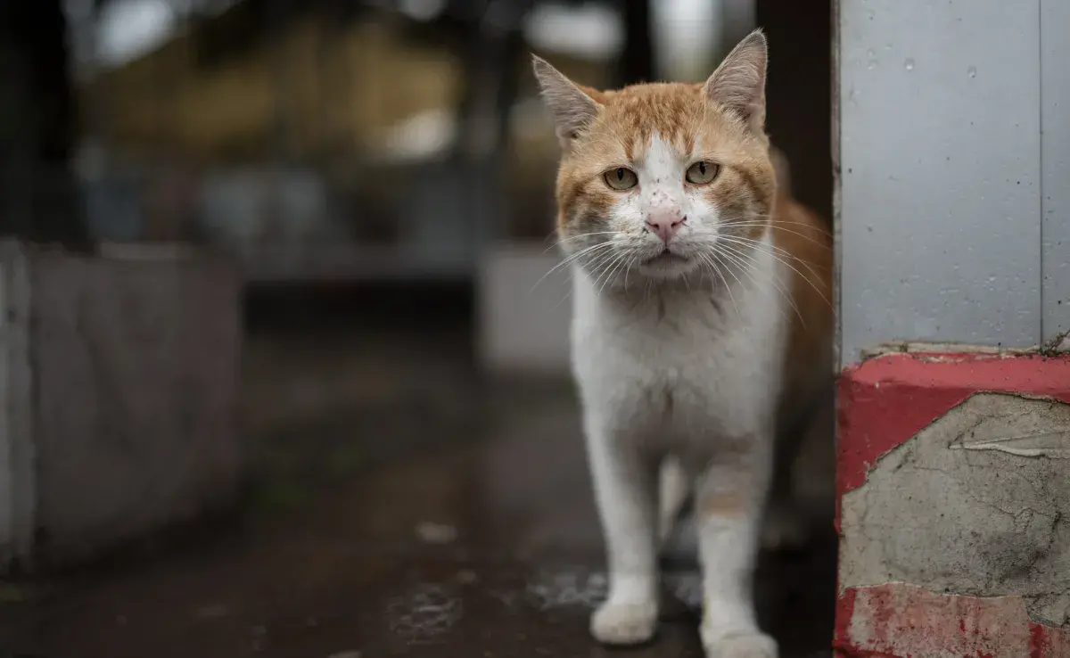 Algunas enfermedades de gato son muy peligrosas y necesitan una mirada atenta de los dueños