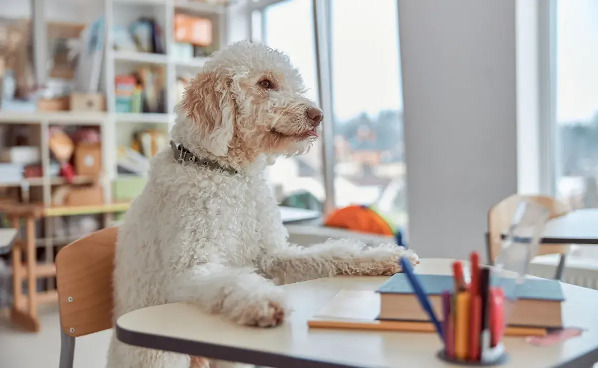 Escuela para perros: ¿para qué sirven? 