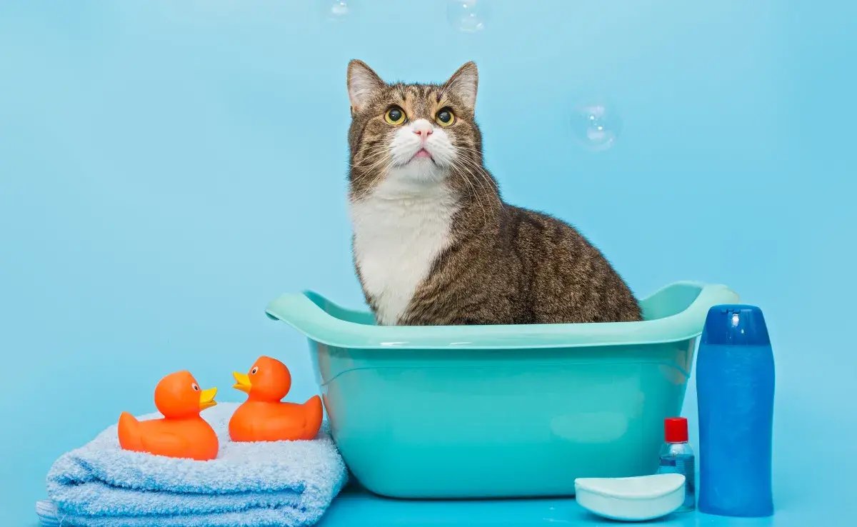 Este es el intervalo adecuado entre cada baño para gatos