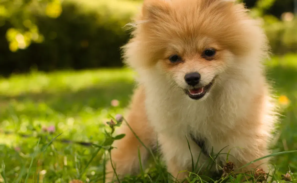 El Lulú de Pomerania es bueno para apartamento porque es compacto