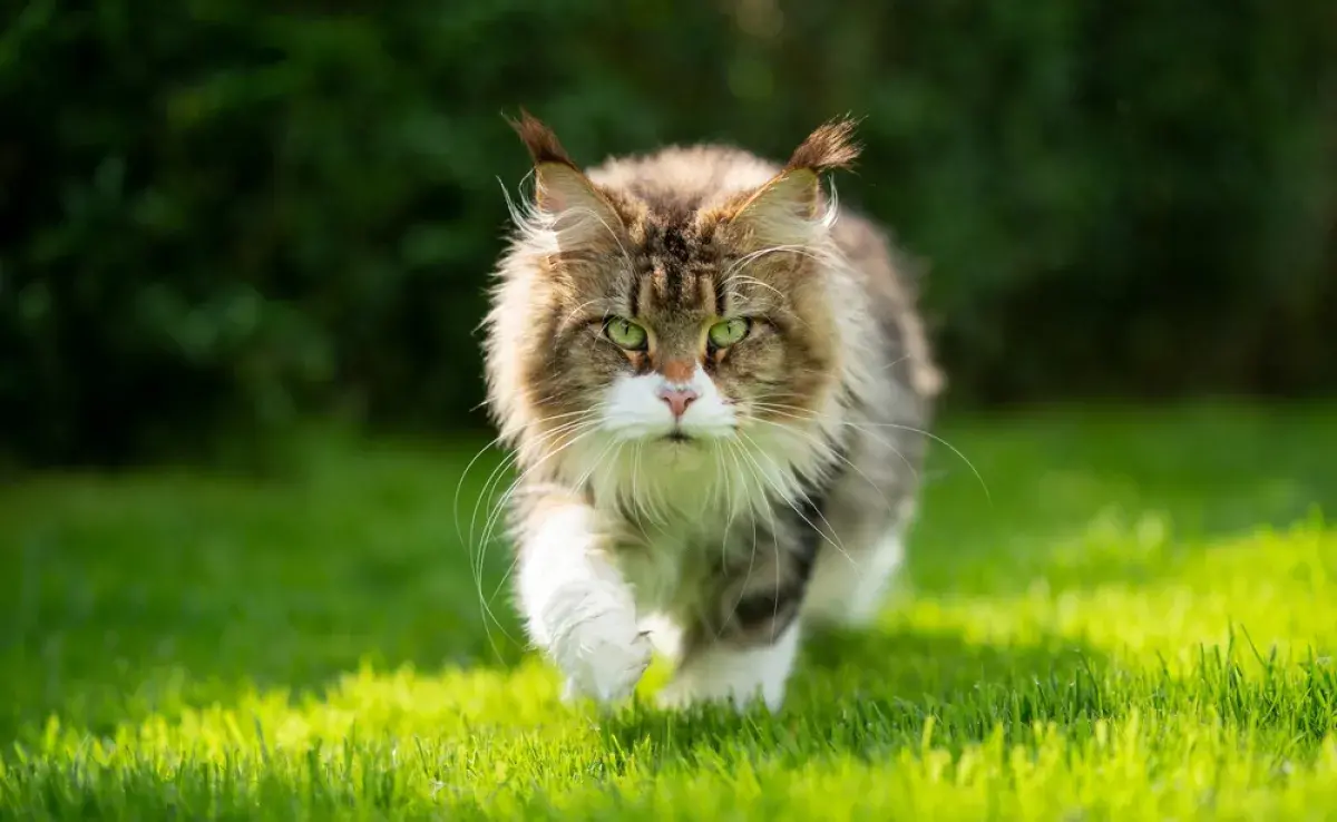 Saber si el gato castrado huye es una cuestión importante para los tutores