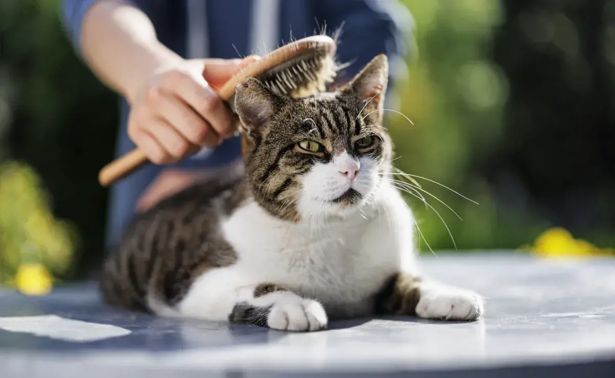 ¿El gato suelta mucho pelo? El cepillado ayuda a disminuir la suciedad