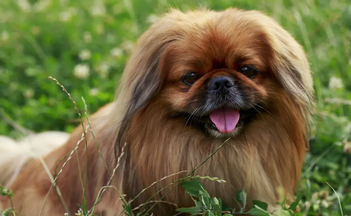 Raza Pequinés: negro, blanco o caramelo… este perrito siempre es muy amable y querido