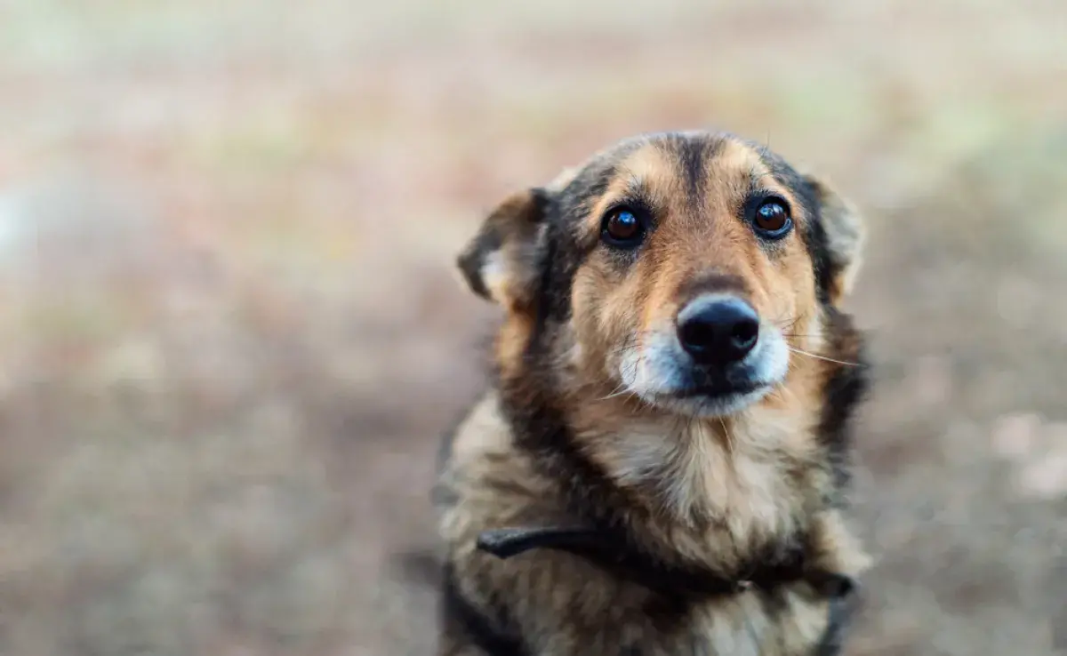 Perro con moquillo: los síntomas afectan gradualmente la salud del animal