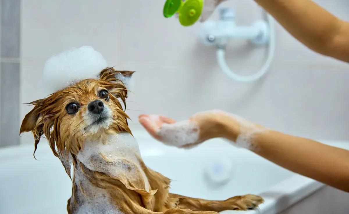 Descubre cuál es el mejor champú para perros