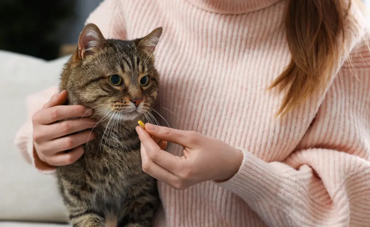 Aprender a darle comprimidos al gato es importante para evitar que se estrese y se ponga agresivo durante el proceso