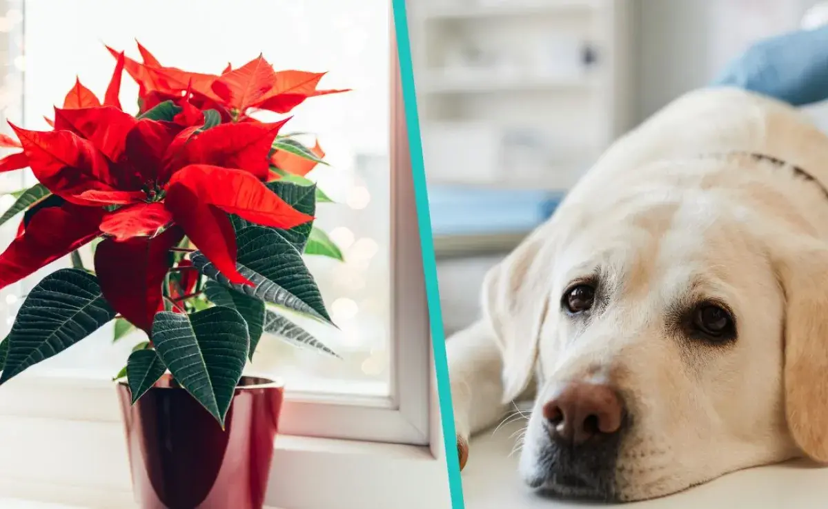 Procura tener la flor de Nochebuena en lugares elevados