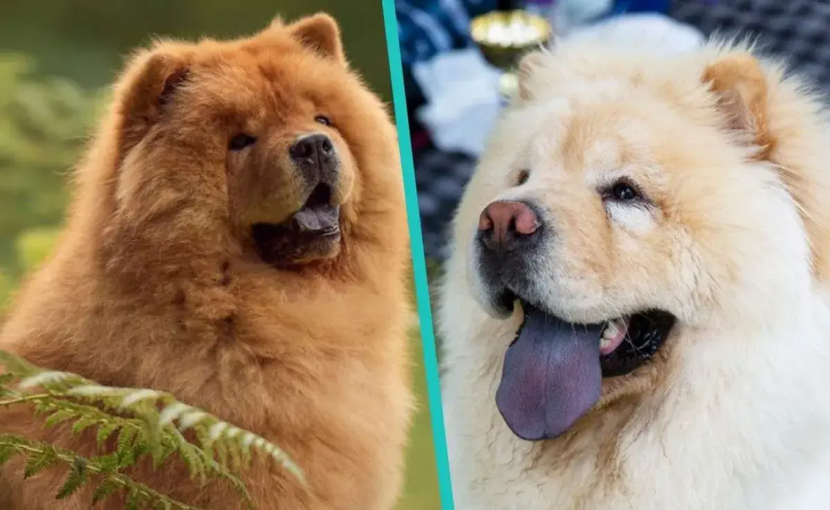 Chow Chow: la raza de perros con lengua azul