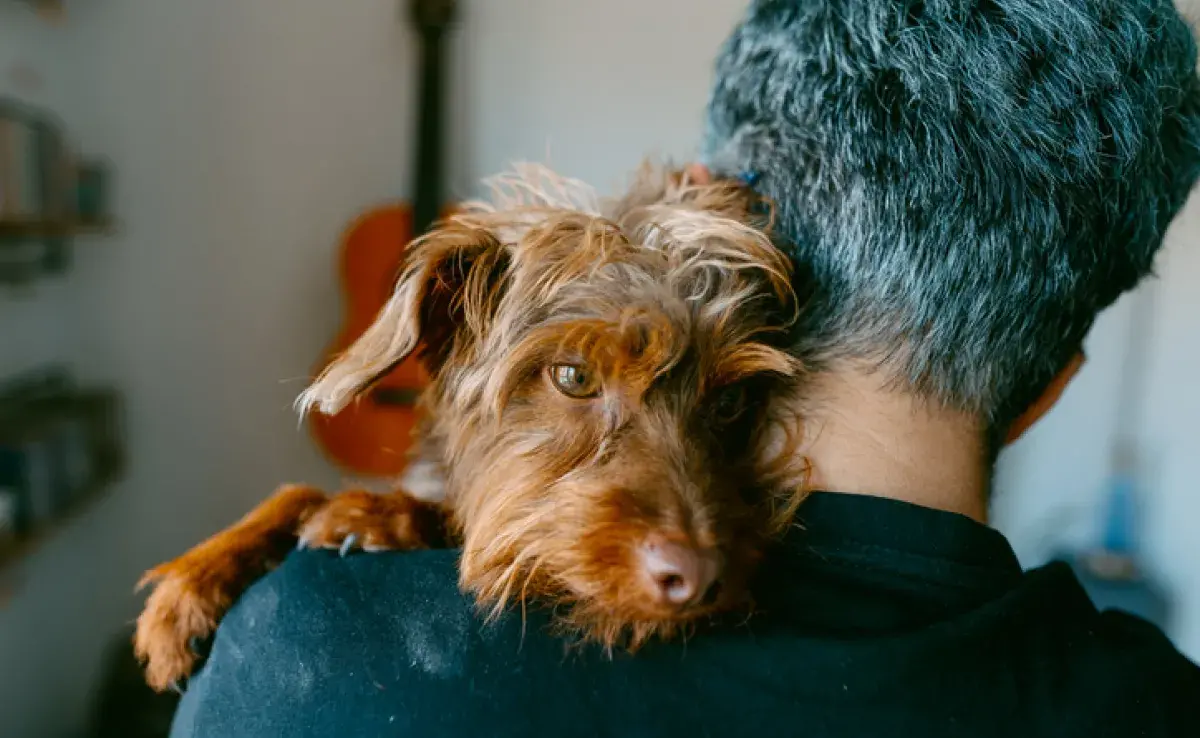 Saber cómo decirle “te amo” a tu perro es saber cómo cuidarlo en el día a día 