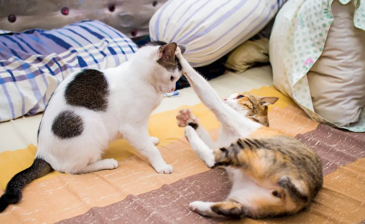 Para separar un gato que pelea, lo mejor es distraerlo