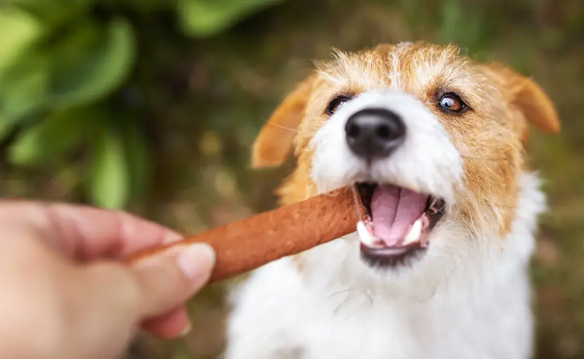 El bifecito es uno de los bocaditos preferidos de los perros