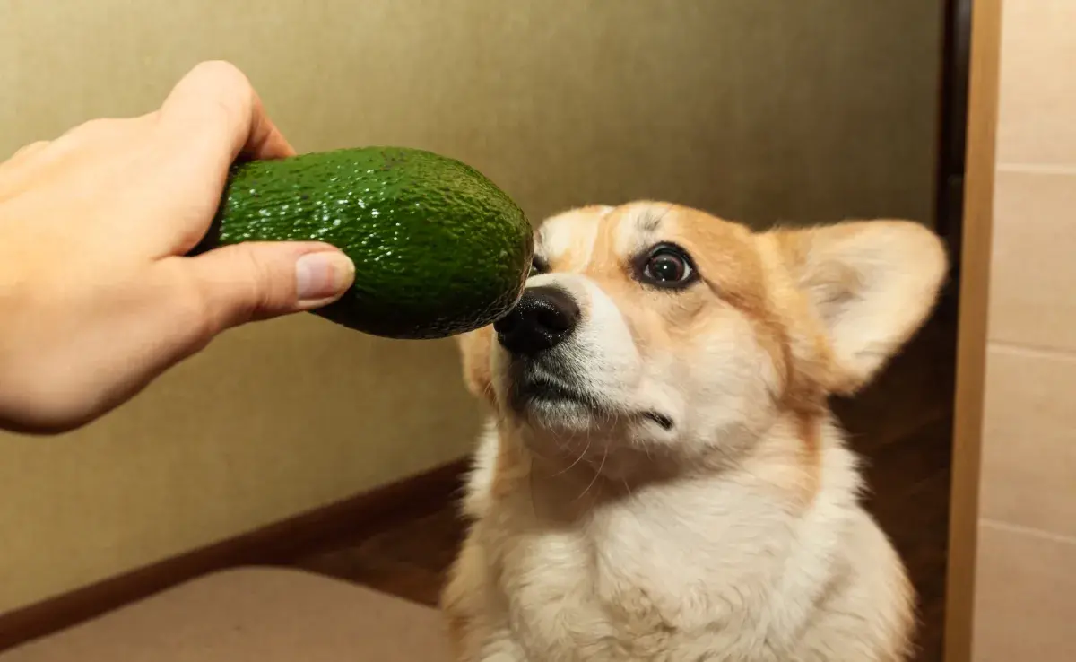 ¿El aguacate les hace mal a los perros? Fíjate si la fruta puede formar parte de la dieta de tu mascota