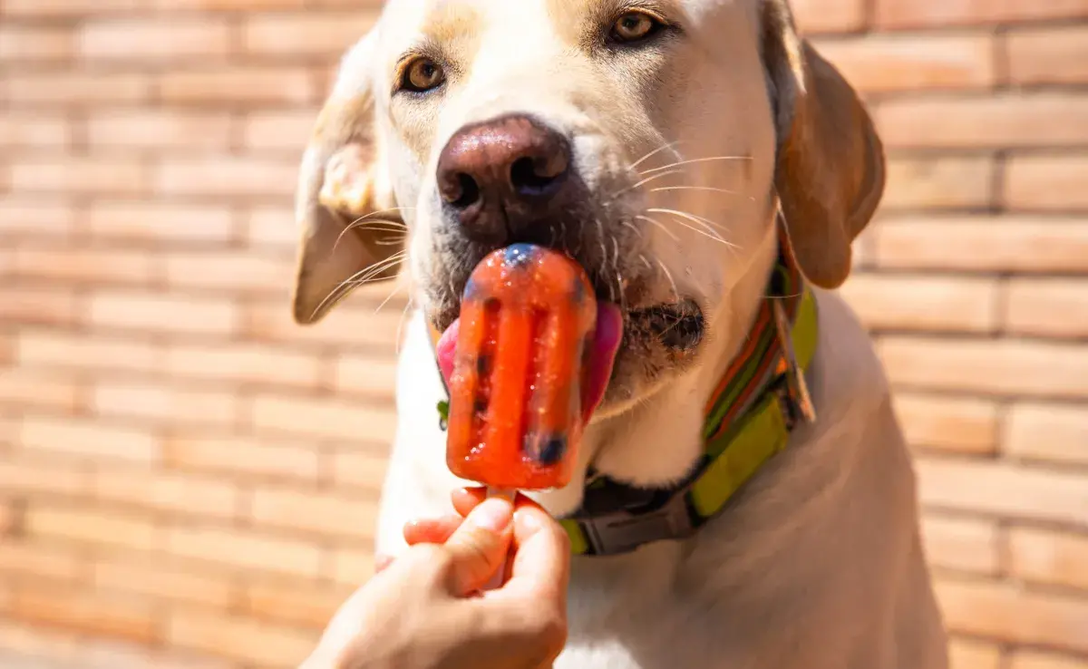 Sandía: ¿se le puede dar al perro? ¡Mira si la fruta está liberada para tu mascota!