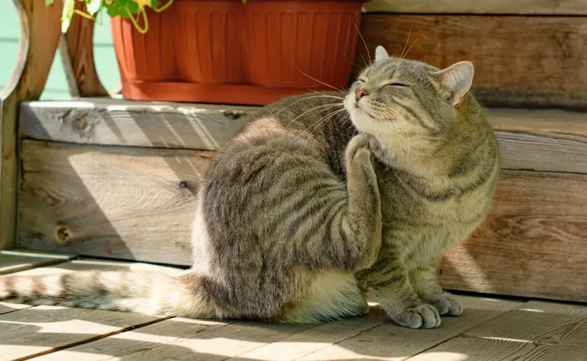 Pulga en gato: picazón excesiva es el principal síntoma