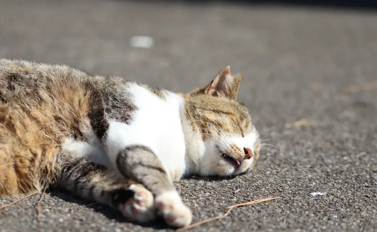 El gato se desmaya por diferentes motivos, pero la causa principal son problemas de corazón