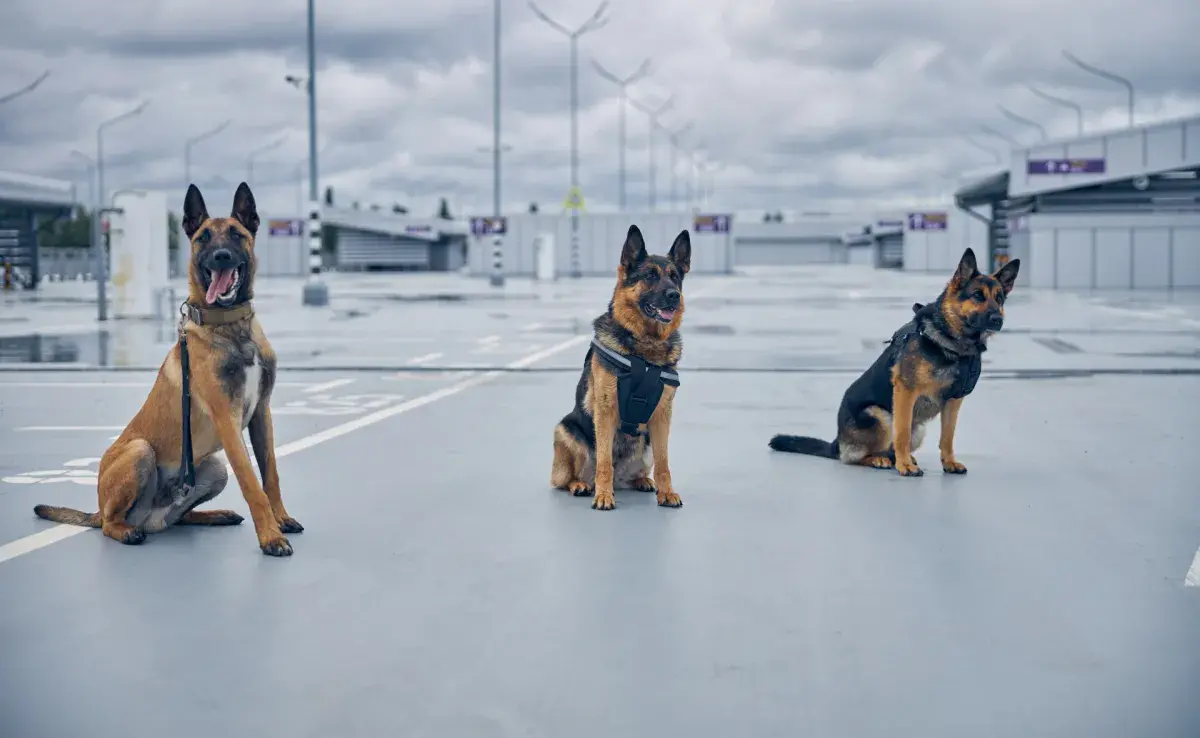perros policía