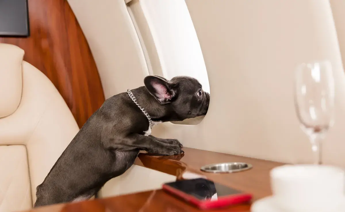 Los perros que quieran viajar en avión requieren su esquema de vacunación completo