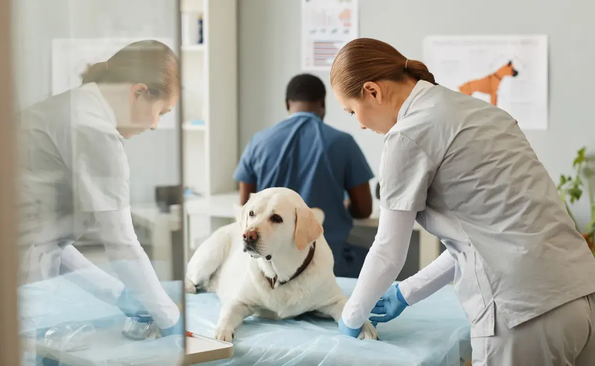 TVT en perros: causas y tratamiento