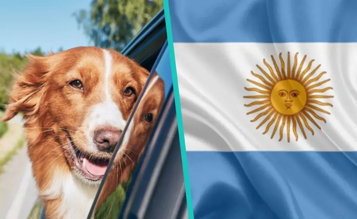 Te tenemos una lista de guarderías o estancias en Argentina para que puedas dejar a tu mascota si sales de viaje esta Navidad
