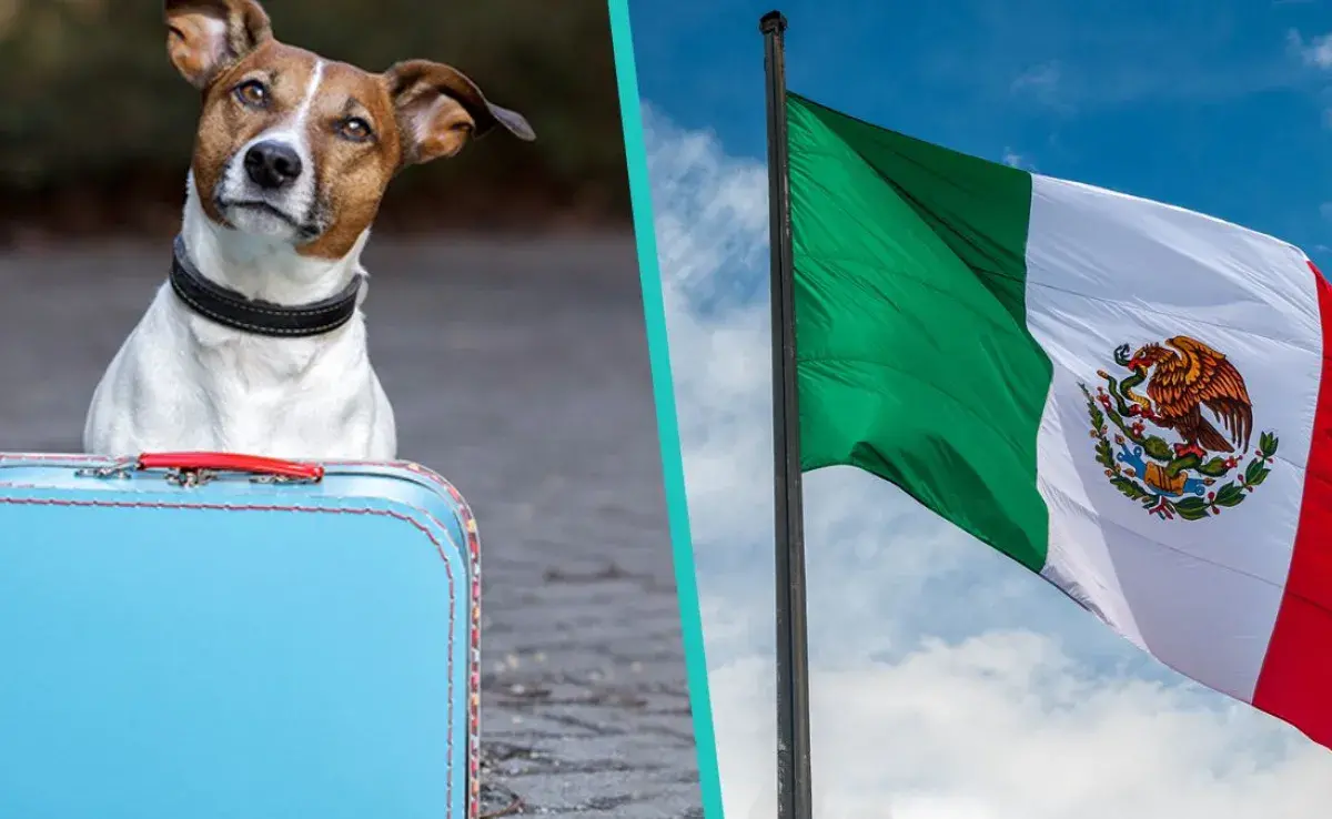 Guarderías o estancias en México para que puedas dejar a tu mascota si sales de viaje este año nuevo y durante todas tus vacaciones. 