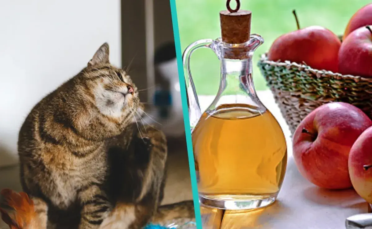 Una solución de vinagre diluido no es tóxica para gatos y gatitos pequeños.