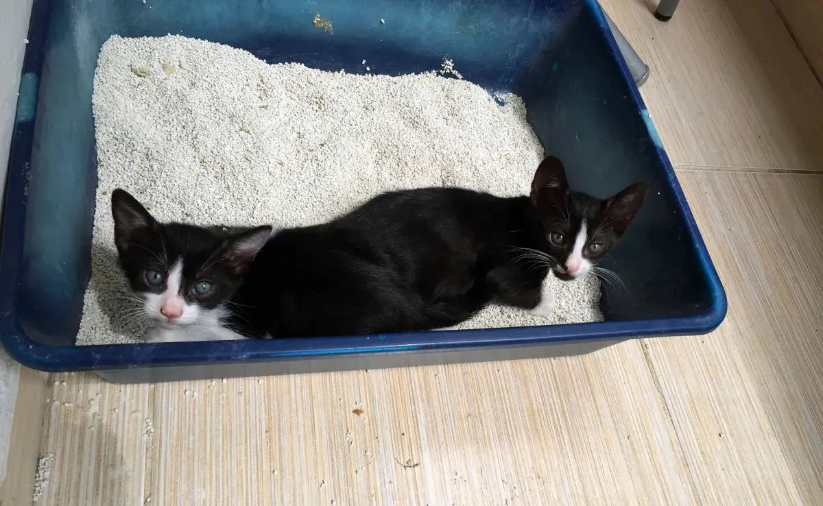 Descubre dónde poner la caja de arena para gatos en tu apartamento