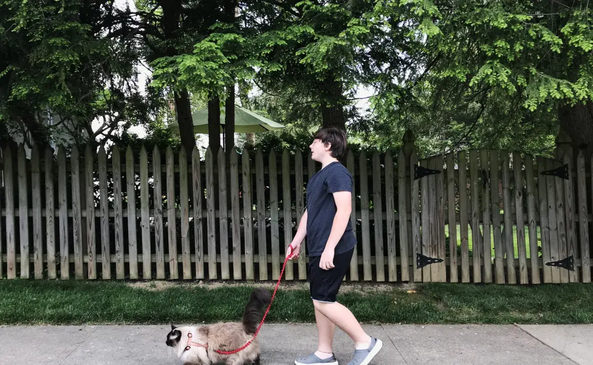 El perro guía y el gato guía pueden ayudar a las personas que tienen deficiencia visual