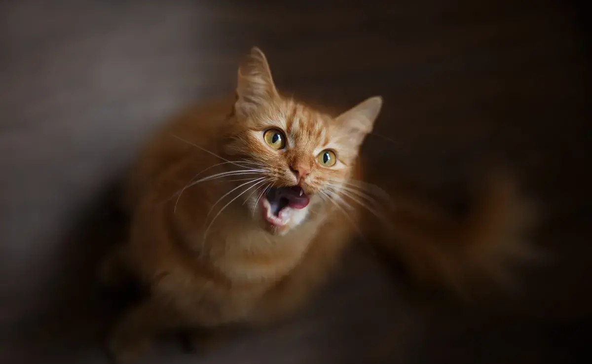 El maullido de gato es más expresivo en algunas razas y en los gatitos naranjas