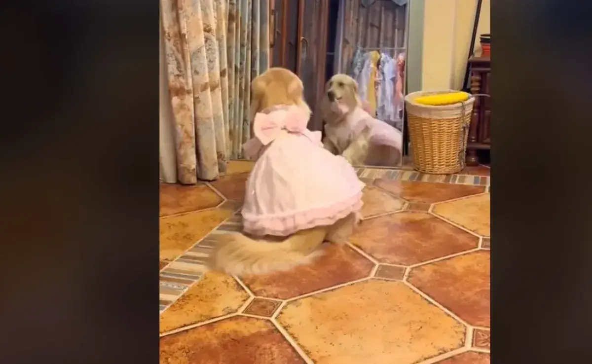 Golden Retriever hembra reacciona de forma inesperada a un regalo insólito y viraliza en la web