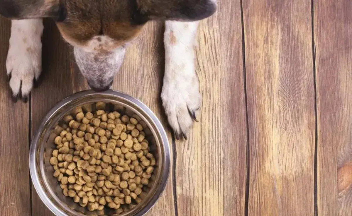 La ración del perro debe considerar la especie, la edad y el porte del animal