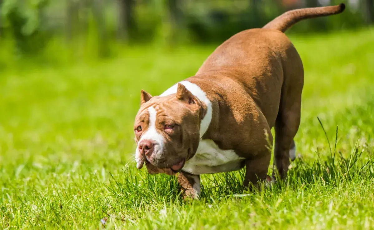 El American Bully Pocket es uno de los tamaños más chicos de la raza que parece Pitbull.