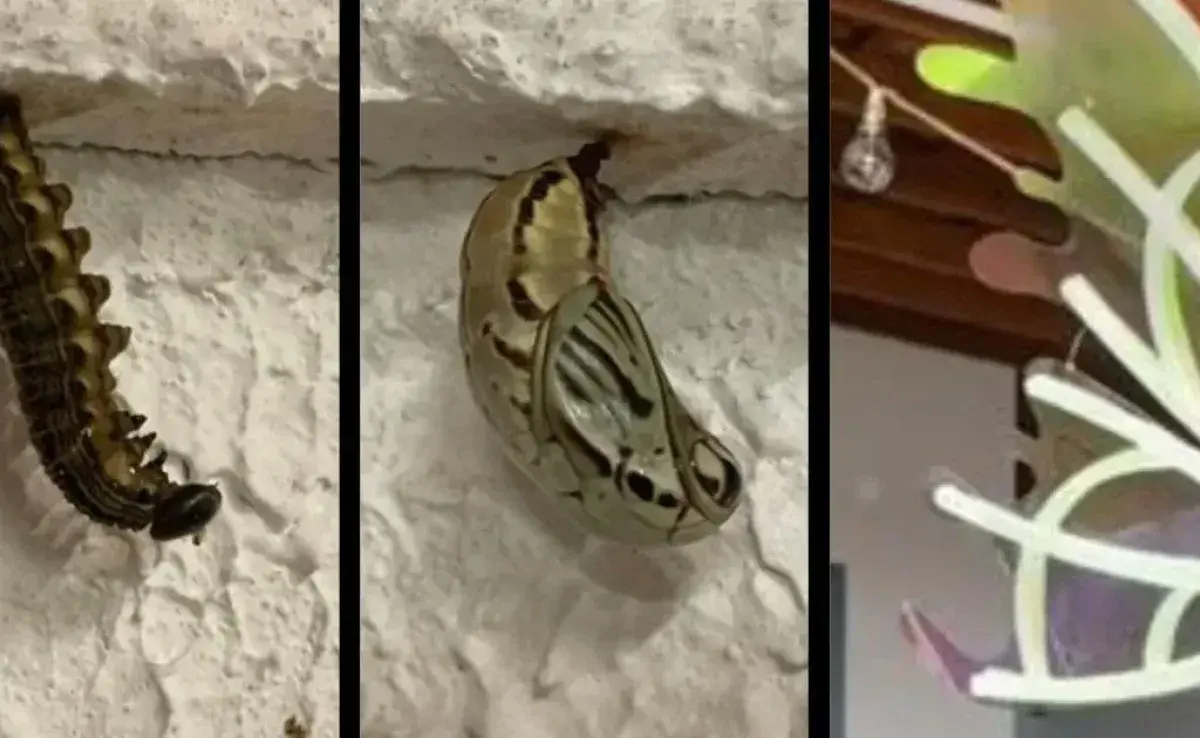 Capullo de mariposa tiene un resultado impresionante: ¡un mariposón!