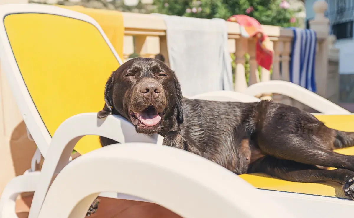 ¡El perro que tiene calor merece atención!