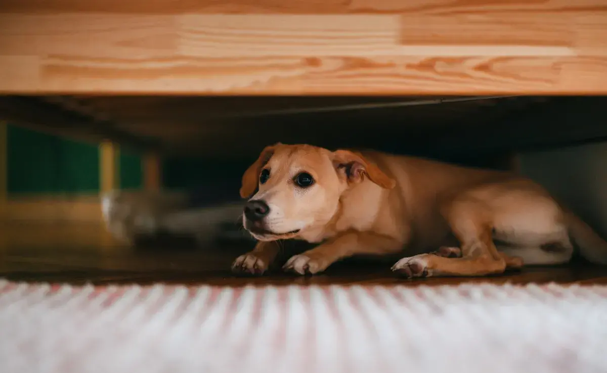 ¡Mira las mejores formas de proteger a un perro de los fuegos artificiales! 